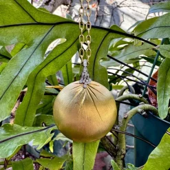 Pendentif disque diamant en or jaune et blanc